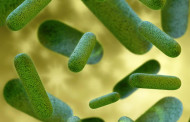کشف نوعی باکتری مقاوم در برابر تمام آنتی بیوتیک‌ها